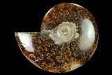 Polished Ammonite (Cleoniceras) Fossil - Madagascar #166670-1